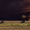 Corne nature d'antilope oryx – Image 3