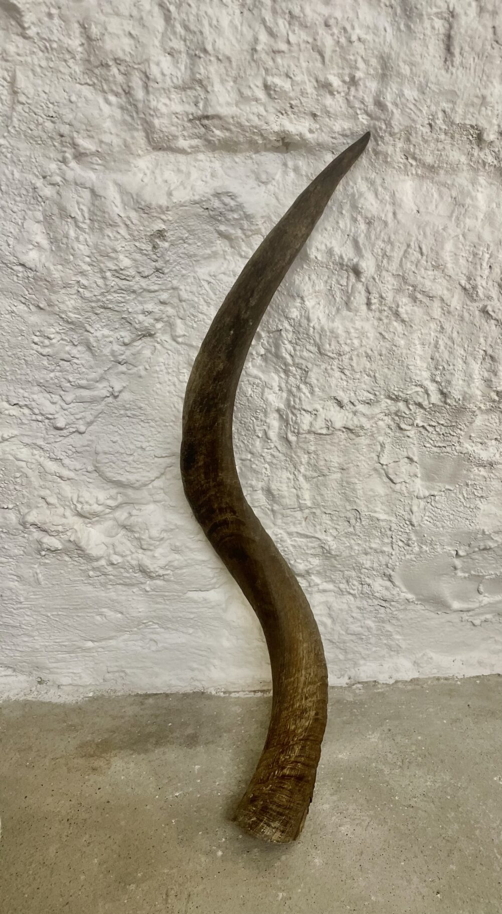 Kuduhorn natur